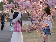 AIYOUXI.COM-关于&quot;赏樱盛会：樱花大道上的浪漫网球赛&quot;的信息